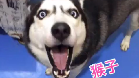 看不得狗秀恩爱